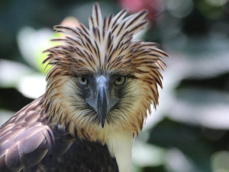 DENR strengthens PH Eagle protection, calls for public cooperation